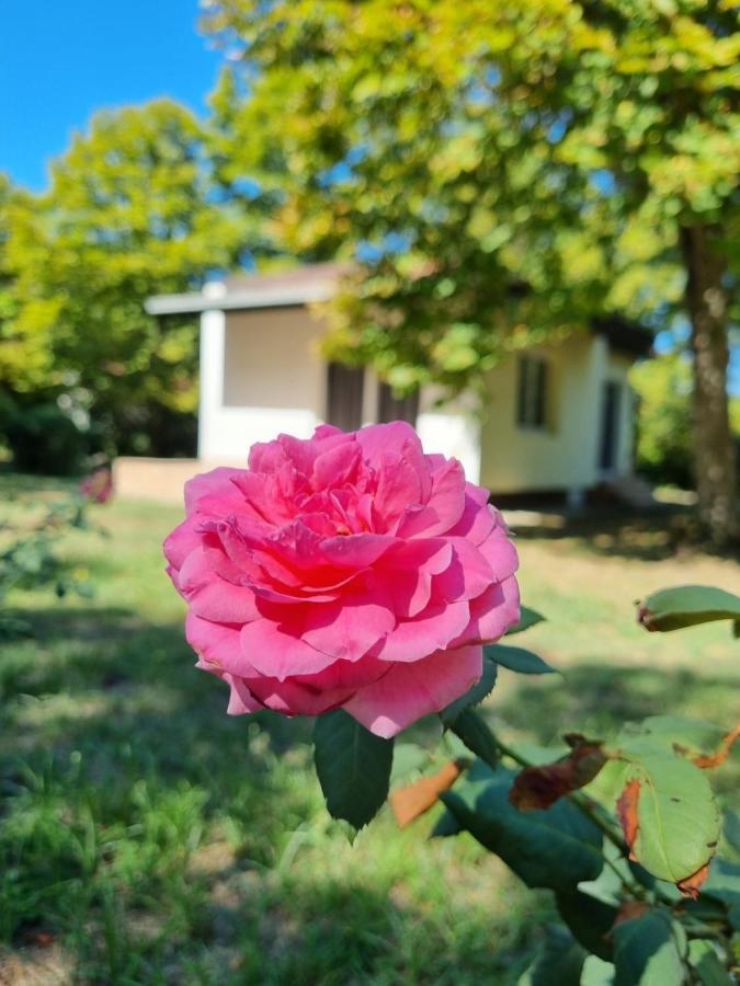 Fuk-Tak'S Bungalow Dojran ภายนอก รูปภาพ